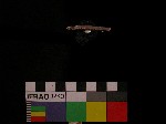 L_V19d1864 J1q471.4 Q926 dM f152 la.jpg L_V19d1864 J1q471.4 Q926 dM f152 la